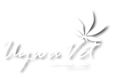 uywavet cannabis medicinal para mascotas